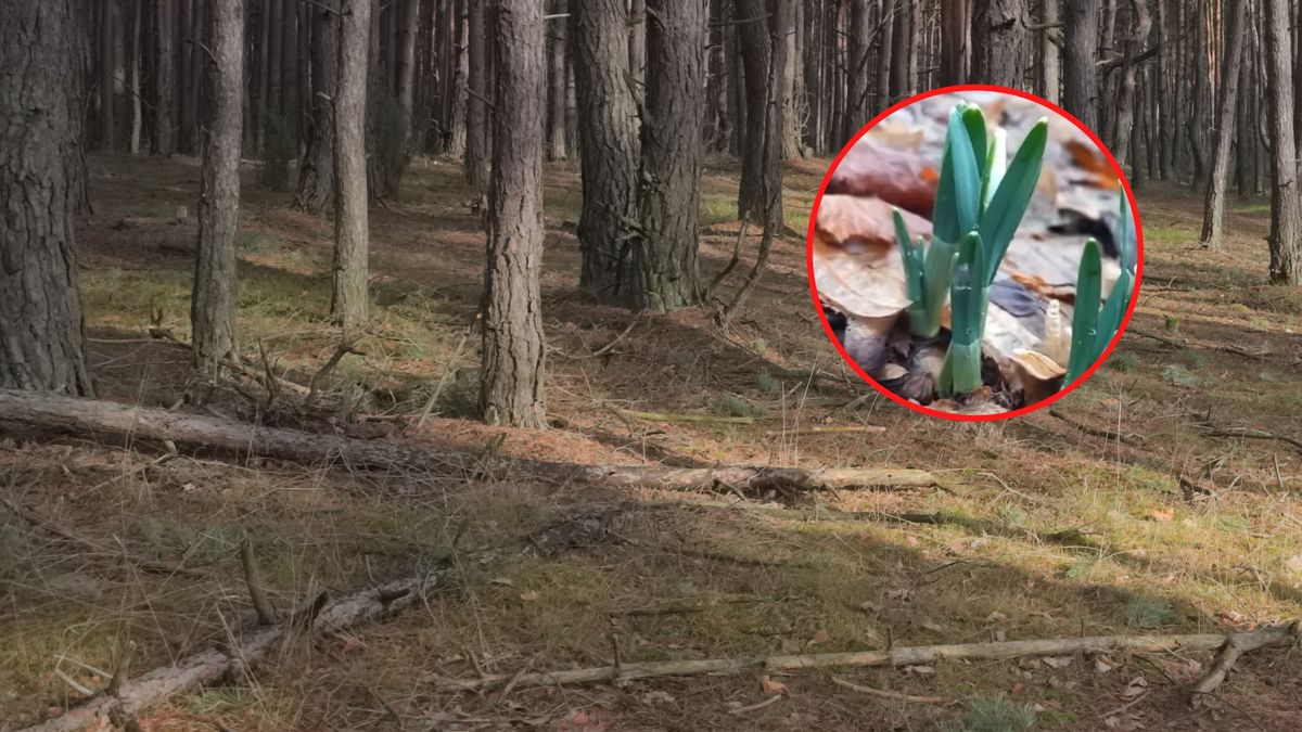 Pierwsze przebiśniegi w Bieszczadach