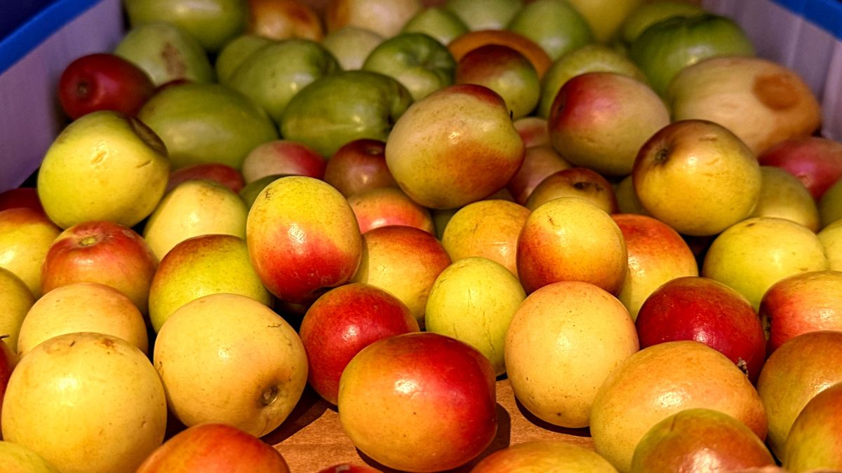 Jabłka w sezonie pylenia mogą nie być bezpieczne dla wszystkich.