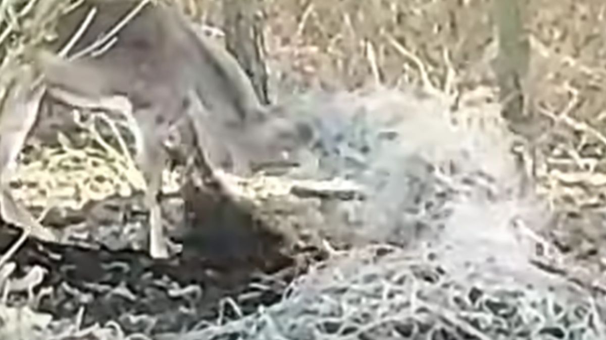 Daniel się zaplątał. Bardzo groźna sytuacja.