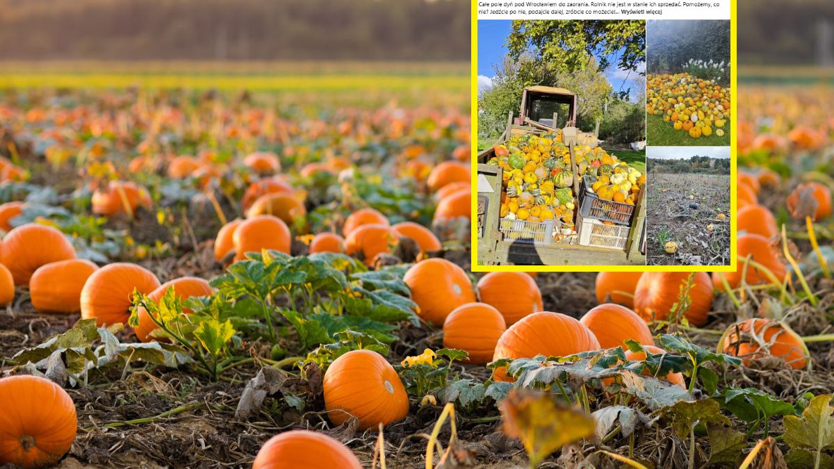 Dynie można kupić na polu nieopodal Wrocławia