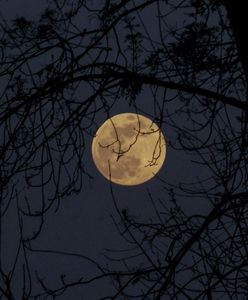 Krwawa pełnia w październiku i zaćmienie Księżyca. Nocny spektakl nadchodzi