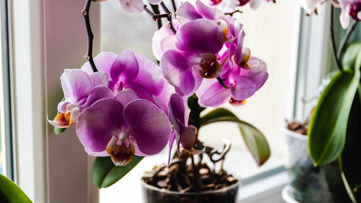 Rozmnażanie storczyka (zdjęcie ilustracyjne)