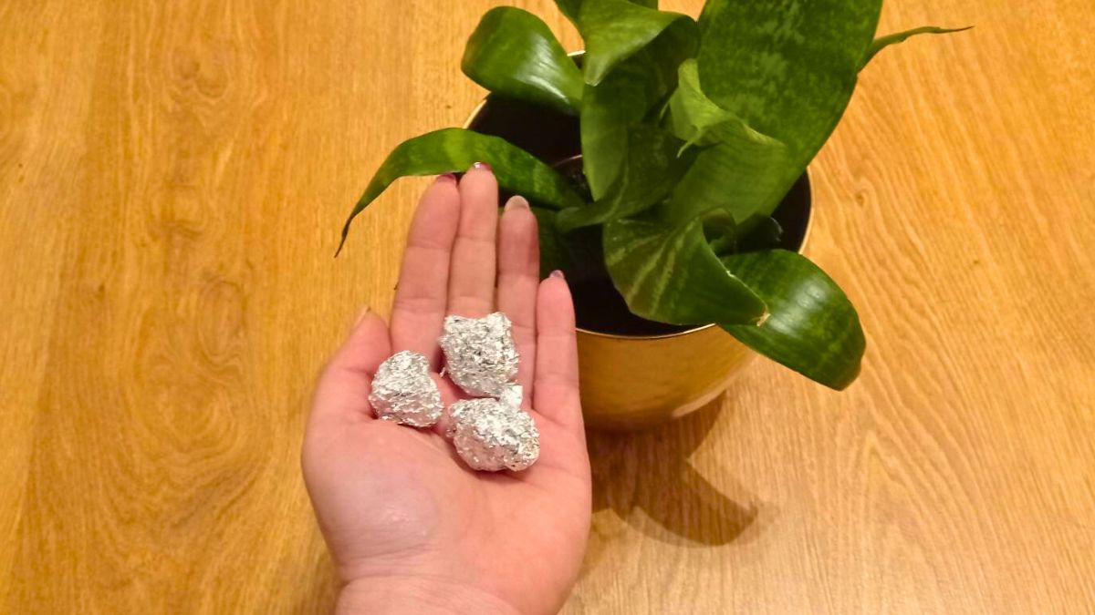 Rośliny doniczkowe kwitną jak szalone po tym zabiegu