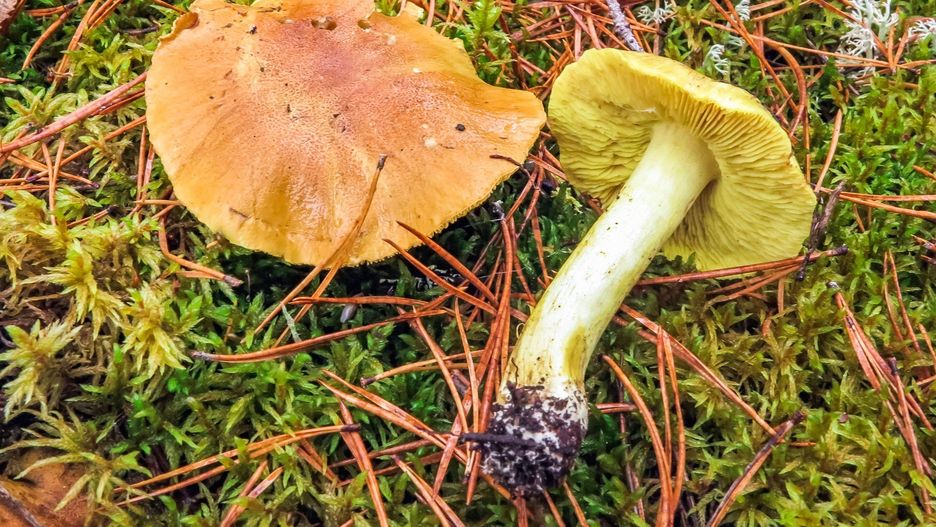 Tricholoma equestre or Tricholoma flavovirens, also known as Man on horseback or Yellow knight