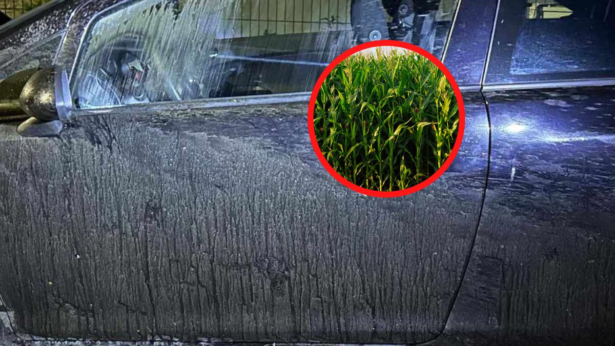 Nagle wyskoczył z pola kukurydzy.