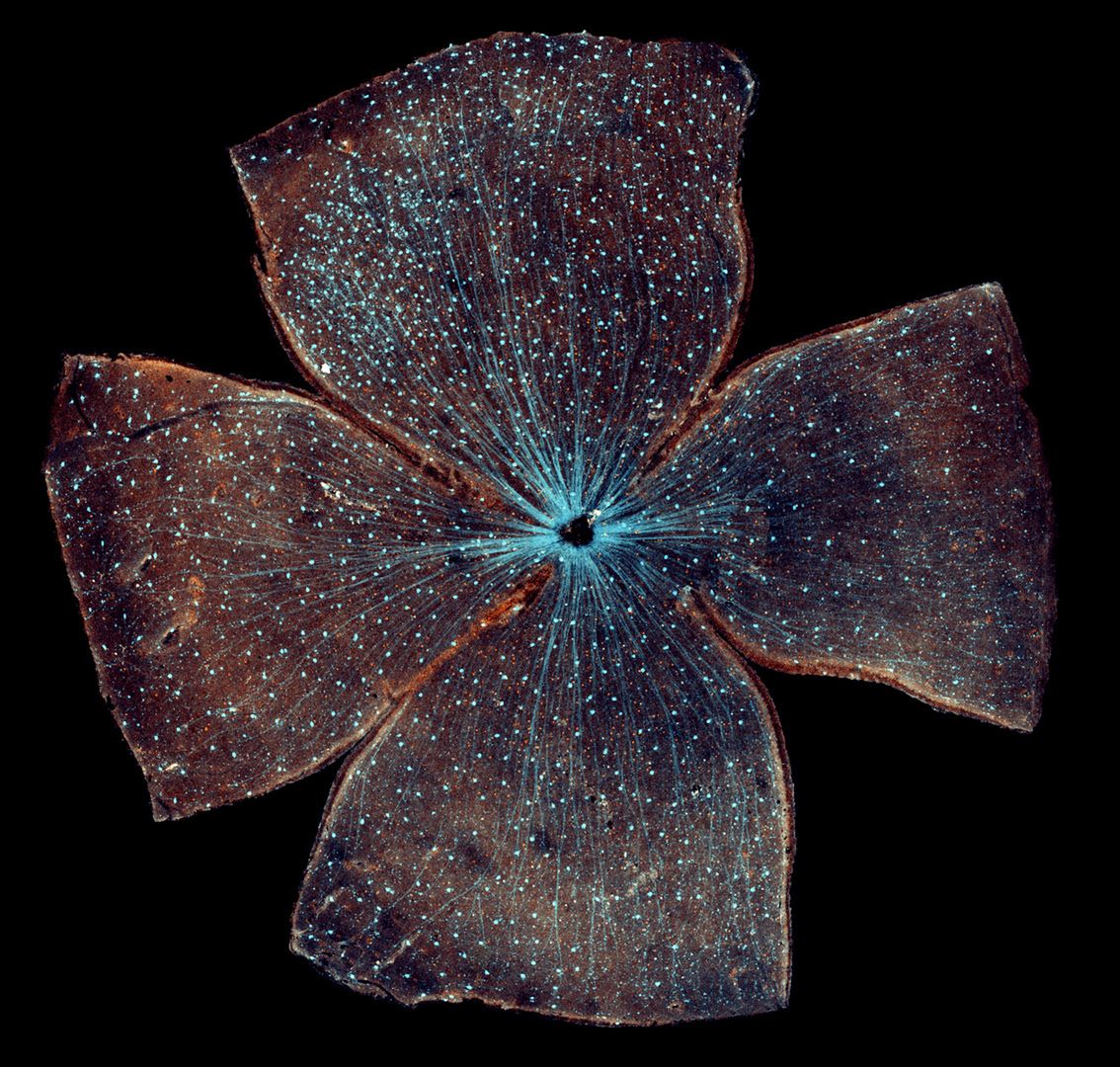 Wspaniały świat z bliska, czyli finaliści Nikon’s Small World 2016. Polacy wśród wyróżnionych 8