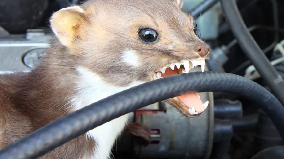 Kuny są wyjątkowo uciążliwe