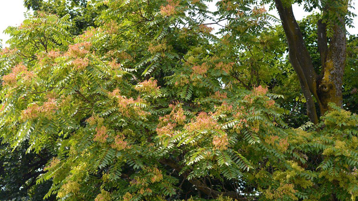 Bożodrzew gruczołowaty jest na liście roślin zakazanych