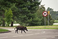 Budapeszt. Z plagą dzików walczą łucznicy