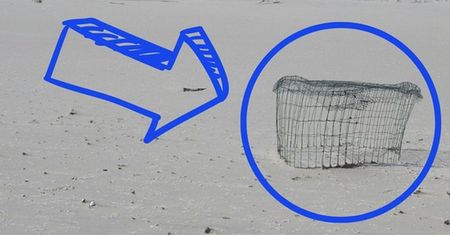 Ostrzeżenie dla plażowiczów. Ani się waż ruszać. Najlepiej nie pochodź