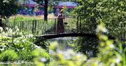 Kwitnąco i kolorowo w Ogrodzie Botanicznym UMCS w Lublinie. Zobacz zdjęcia