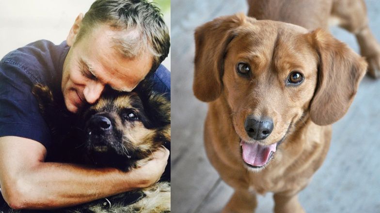 psy i koty nie zakażają koronawirusem