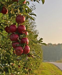 Zamknęli się na polskie jabłka. Polscy sadownicy to odczują