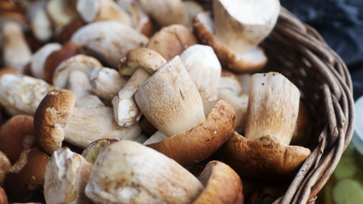 Nie od dziś wiadomo, że niektóre grzyby są szkodliwe 