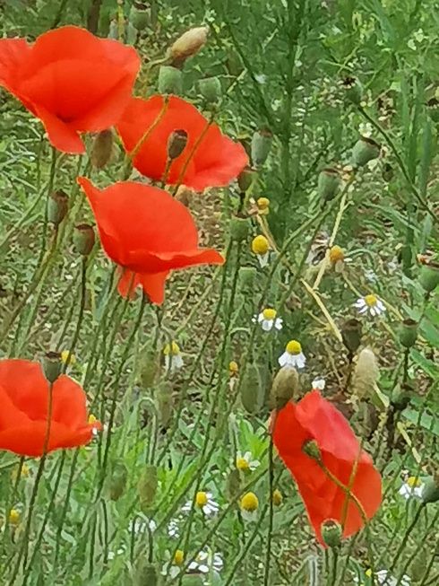 Huawei P40 Pro Plus zoom x50 Maki