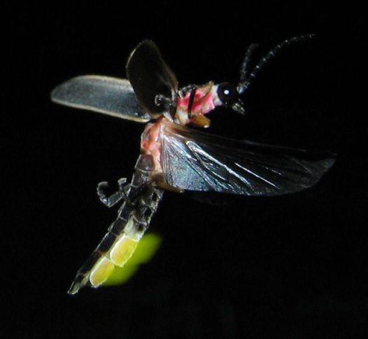 10 zadziwiających organizmów bioluminescencyjnych 5