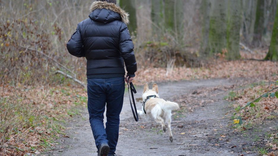 Mandaty dla właścicieli psów. Entuzjaści czworonogów mogą mieć problem