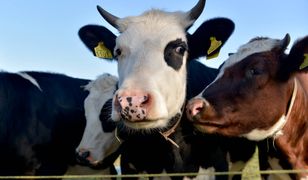 Brytyjska jałówka sprzedana za małą fortunę. "Zakochałam się, gdy tylko ją zobaczyłam"