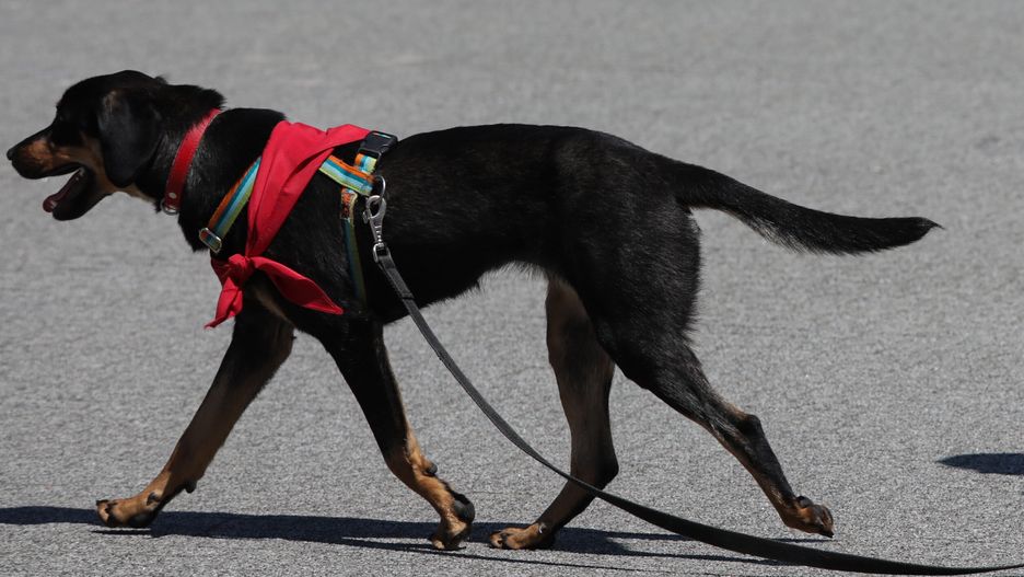 Warszawa, 15.06.2025. Warszawski Dzień Zwierząt zorganizowany w stołecznym Multimedialnym Parku Fontann, 15 bm. W ramach wydarzenia można m.in. poznać psy i koty szukające domu, a także skorzystać z porad żywieniowych dla czworonogów i konsultacji behawiorysty. (ad) PAP/Tomasz Gzell