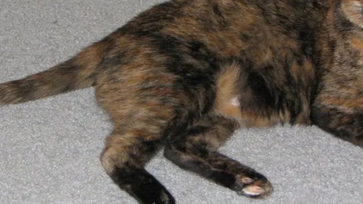 kot zwierzę petarda sylwester nowy rok