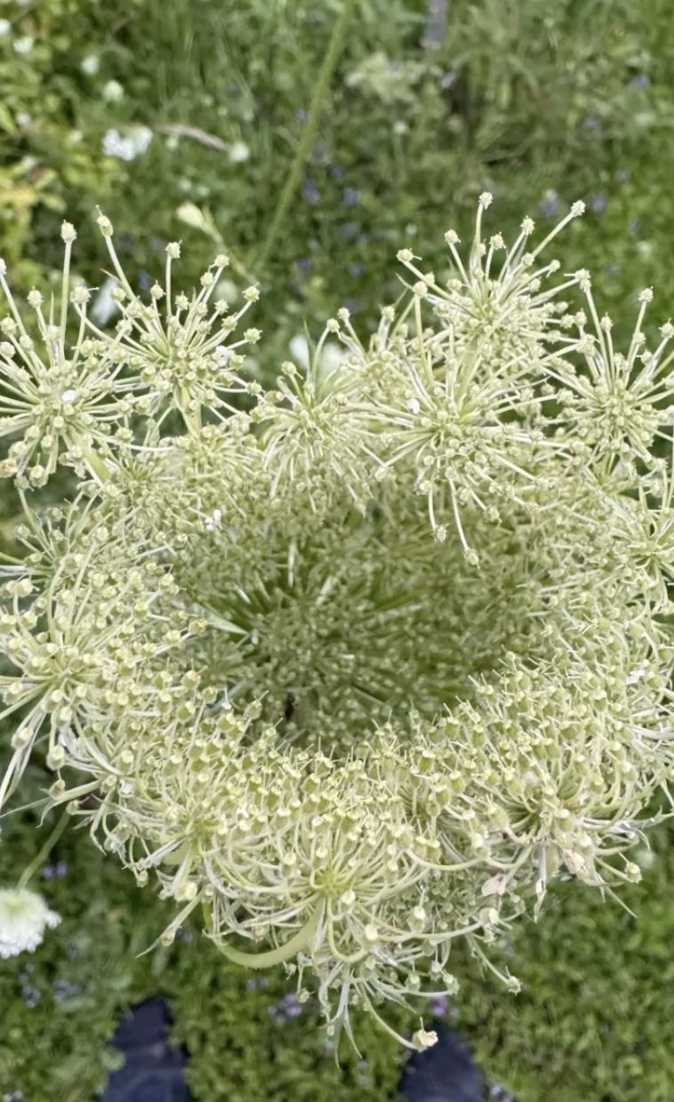 Mieczysław Szcześniak w przydomowym ogrodzie uprawia rośliny