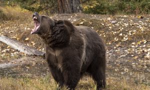 Niedźwiedź zaatakował uczniów w Kanadzie. Nie żyje jedna osoba