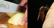 Masz dość komarów? Wypróbuj trik z cebulą