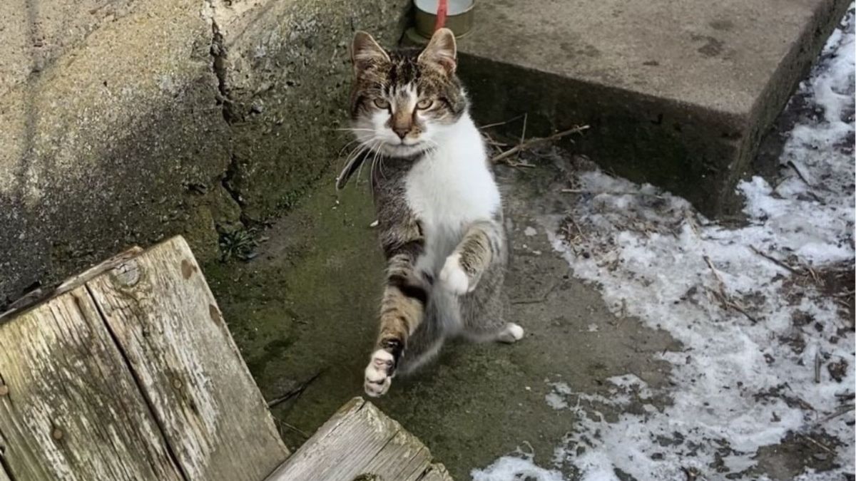 Mężczyzna więził kota przy budzie