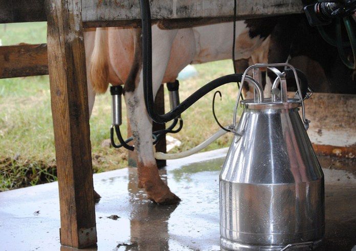 Zróżnicowanie cen mleka rośnie. Podlaskie na szczycie, centrum kraju w ogonie