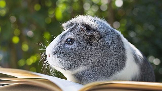 Poznajcie Mieps – uroczą świnkę morską, która jest urodzoną modelką 1