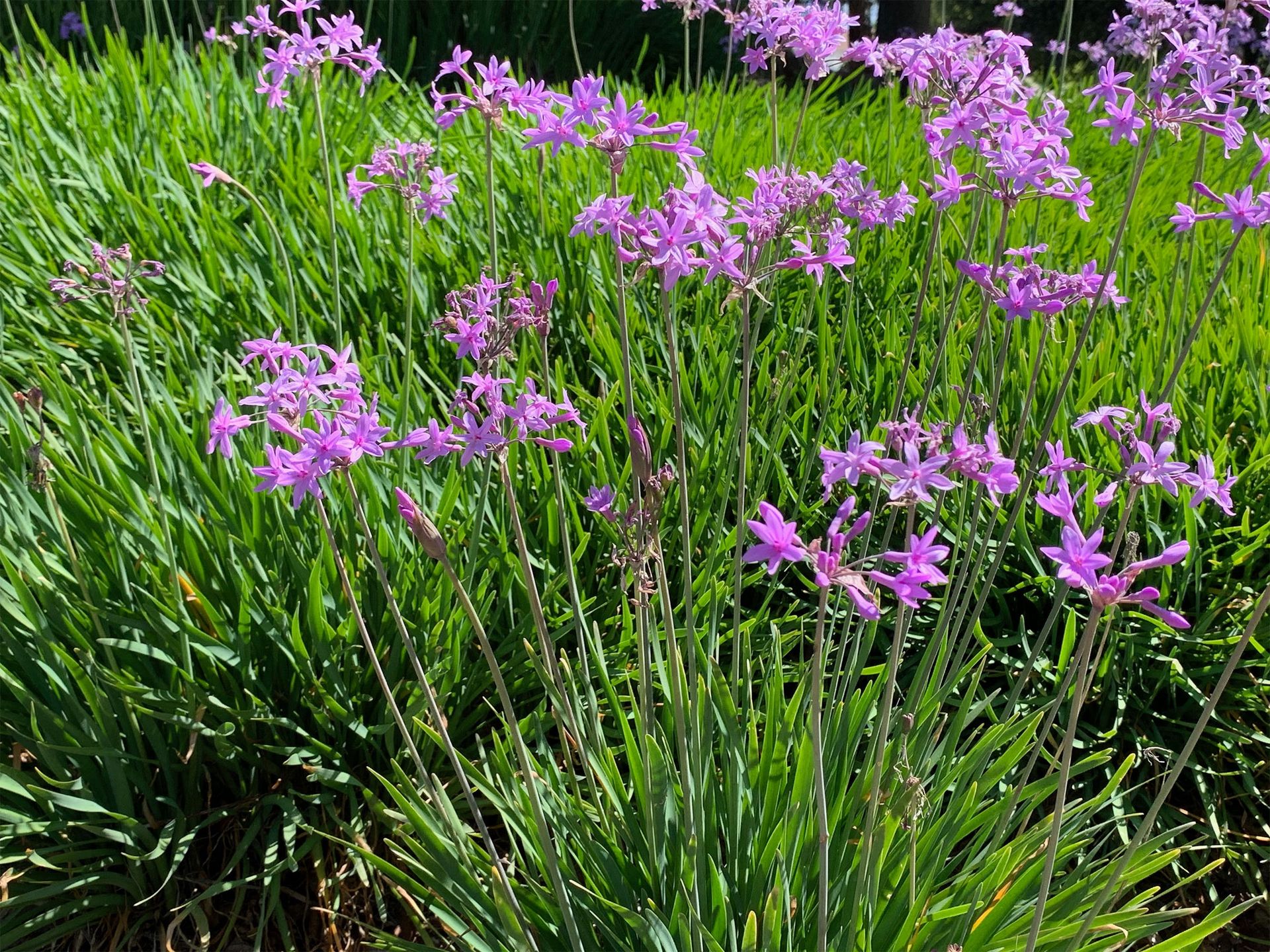 Tulbagia fioletowa