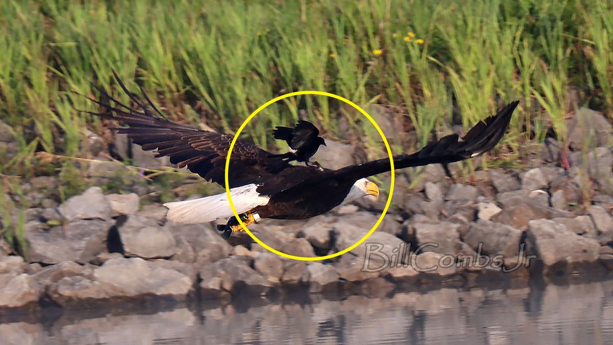 Bielik amerykański jako ptasia taksówka. Niesamowite zdjęcie obiega świat 1