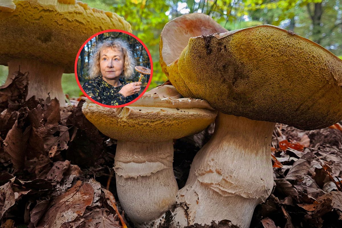Metale ciężkie w grzybach. Te gatunki chłoną toksyny jak gąbka