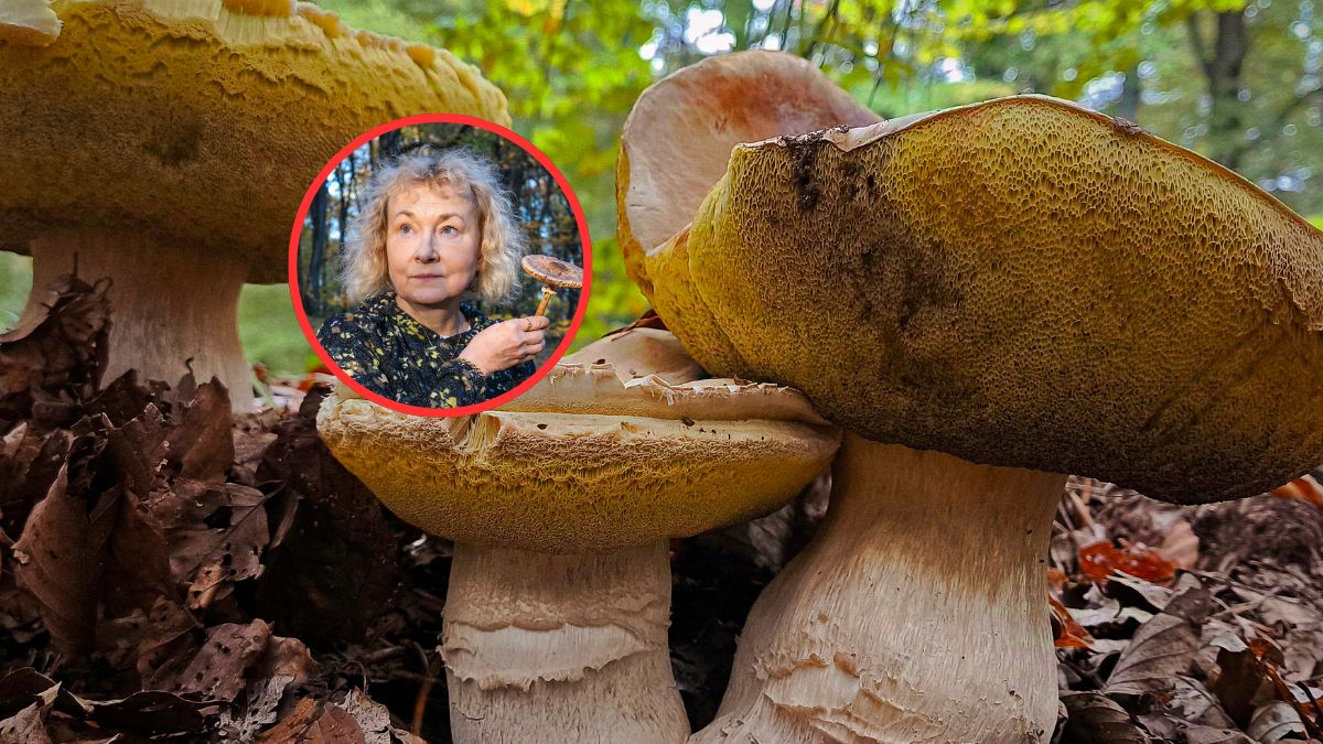 Zdj. eksperta: Facebook Prof. Bożena Muszyńska