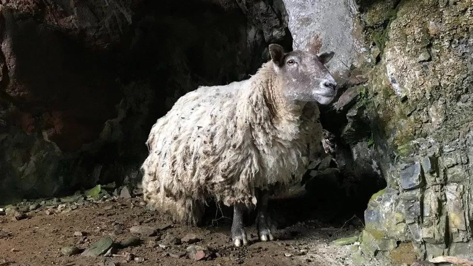 Rescue of the loneliest sheep. Two years trapped under a cliff in Scotland