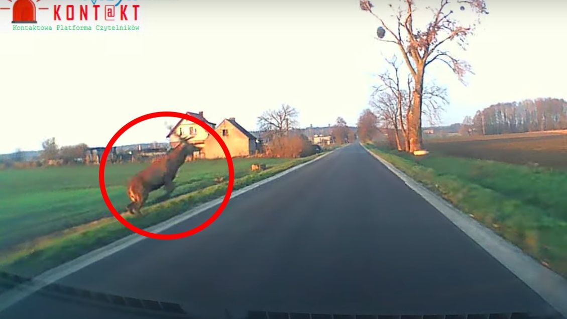 Jeleń przeskoczył tuż przed samochodem