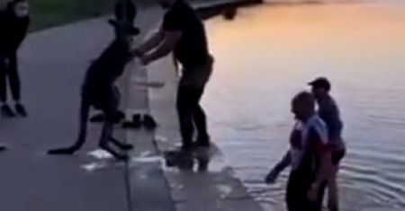 Nagrali, jak ratują kangura z rzeki. Niewiarygodne, co zrobił potem