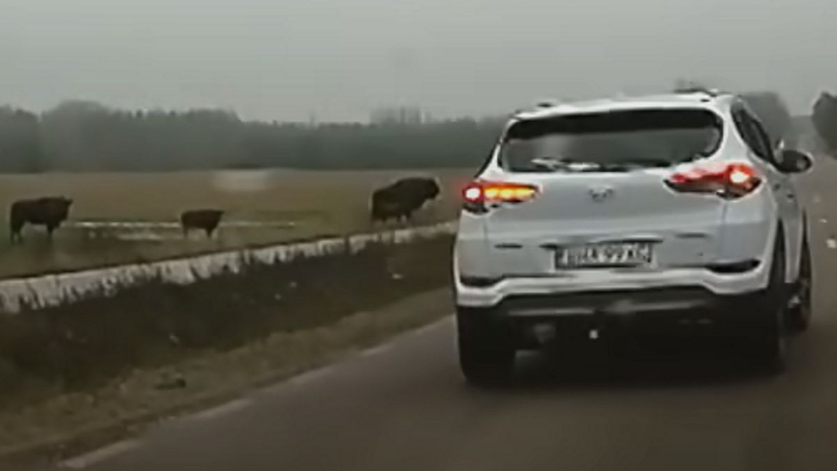 Żubry pojawiły się na drodze