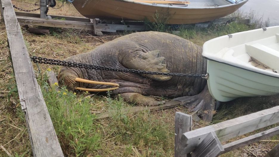 Mors narobił zamieszania na fińskich wodach. Najpierw wydostał się na brzeg, zasłabł i potrzebował reanimacji, a potem natarł na rybacką łódź 
