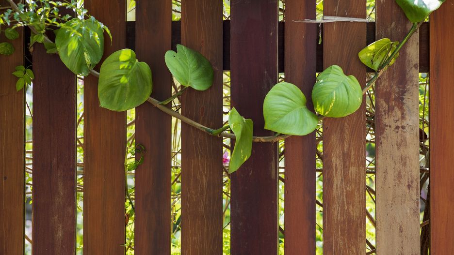 green vines plant on wood fence of house
Beautiful photo used for tourism advertising, cover, design, printing, marketing, ideas, magazine and more
Khanh Bui