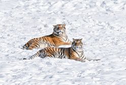 Podkradł się i zaatakował od tyłu. Tragedia w głębi Rosji