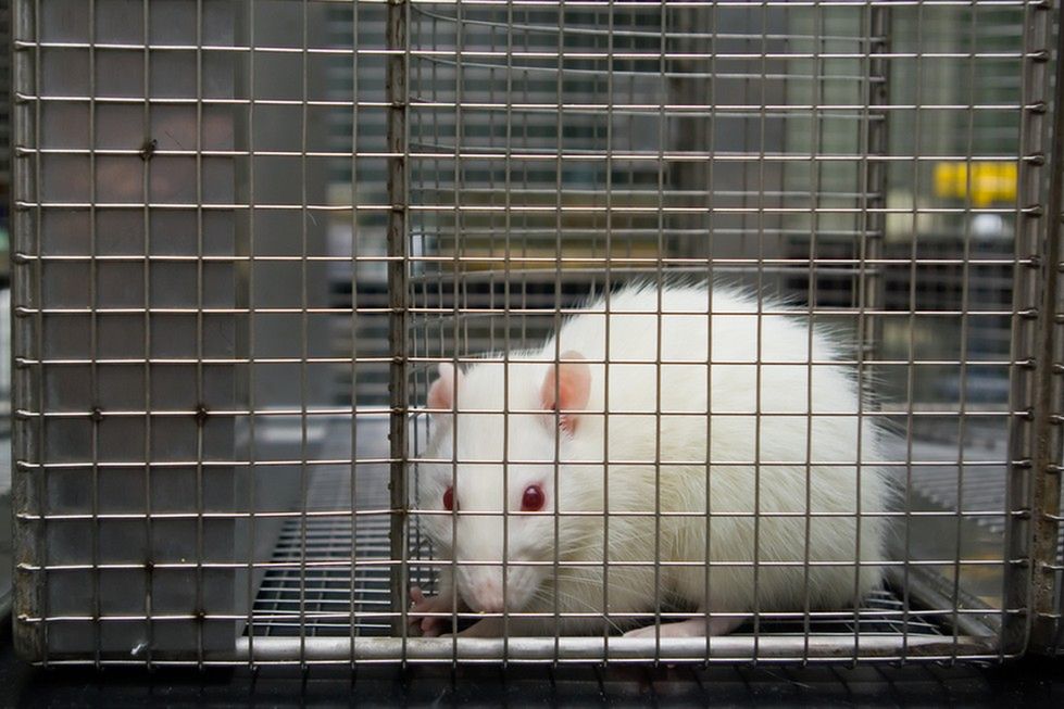 Zdjęcie myszy laboratoryjnej pochodzi z serwisu Shutterstock