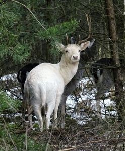 A jednak istnieje. Leśnicy pokazali zdjęcie zwierzęcia