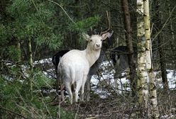 A jednak istnieje. Leśnicy pokazali zdjęcie zwierzęcia