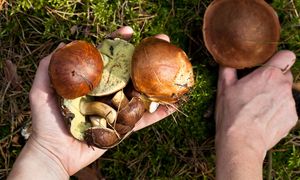 Lasy pełne grzybów. Wrześniowe gatunki już się pojawiły