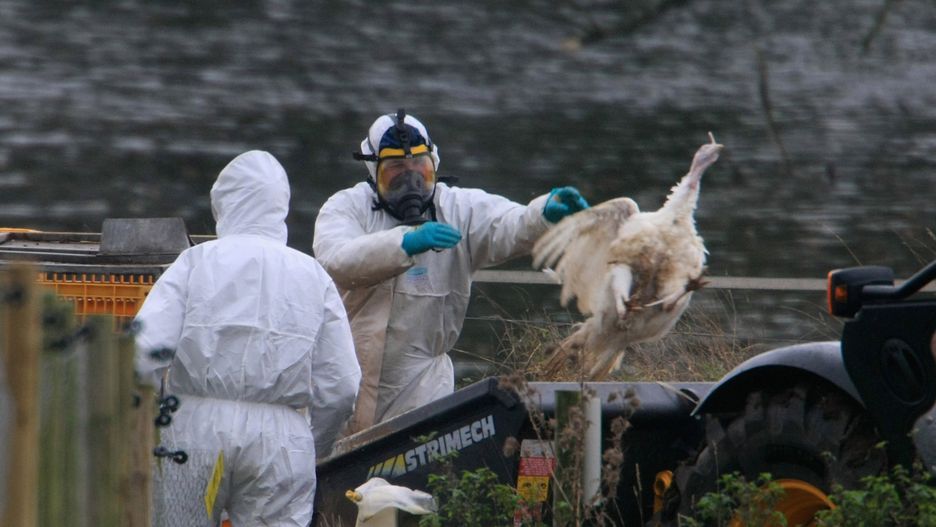 Chiny. Zdiagnozowano pierwsze na świecie zakażenie ptasią grypą H10N3 u człowieka