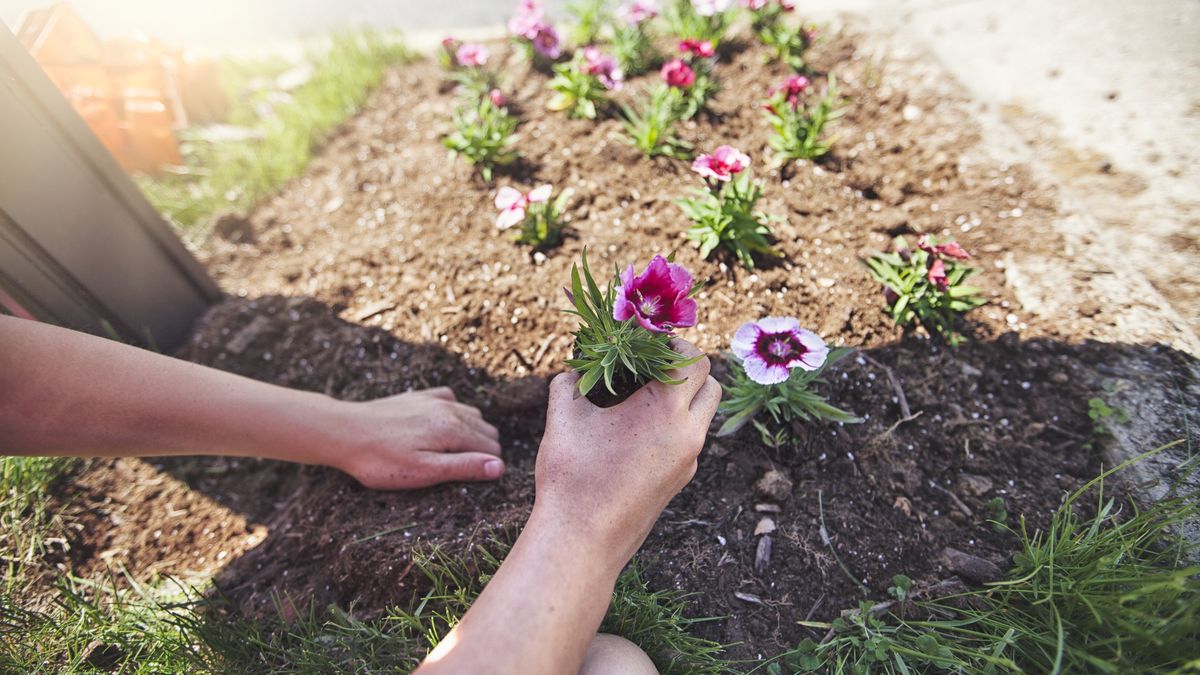 Stres cieplny u roślin. Jak go rozpoznać i jak pomóc dotkniętym nim roślinom?