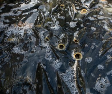 Karpi będzie dużo mniej. Ceny pójdą ostro w górę