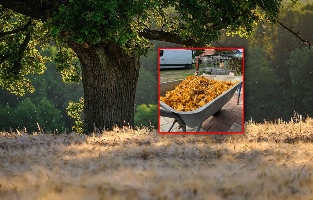 "Wprowadzić limit dzienny". Wstawiła zdjęcie grzybów. Burza w sieci