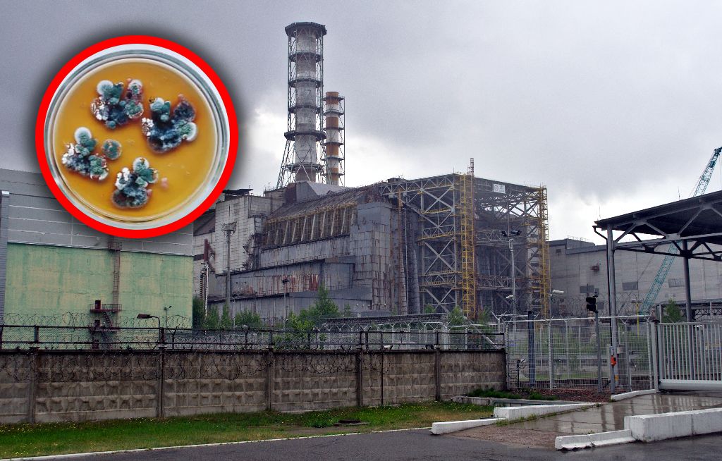 Wzrasta dzięki promieniowaniu. Zajął całą elektrownię w Czarnobylu